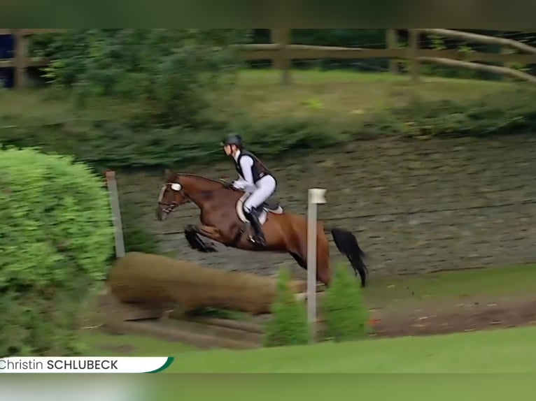 Deutsches Reitpony Wallach 6 Jahre 148 cm Brauner in Bülstringen