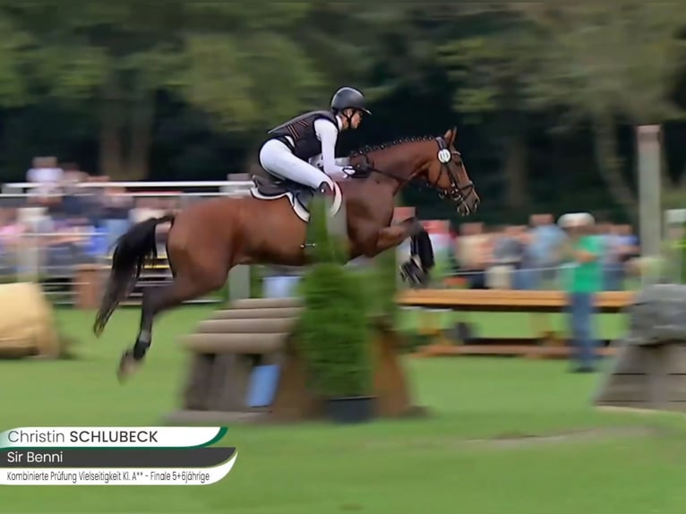 Deutsches Reitpony Wallach 6 Jahre 148 cm Brauner in Bülstringen