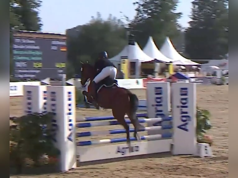 Deutsches Reitpony Wallach 6 Jahre 148 cm Brauner in Bülstringen