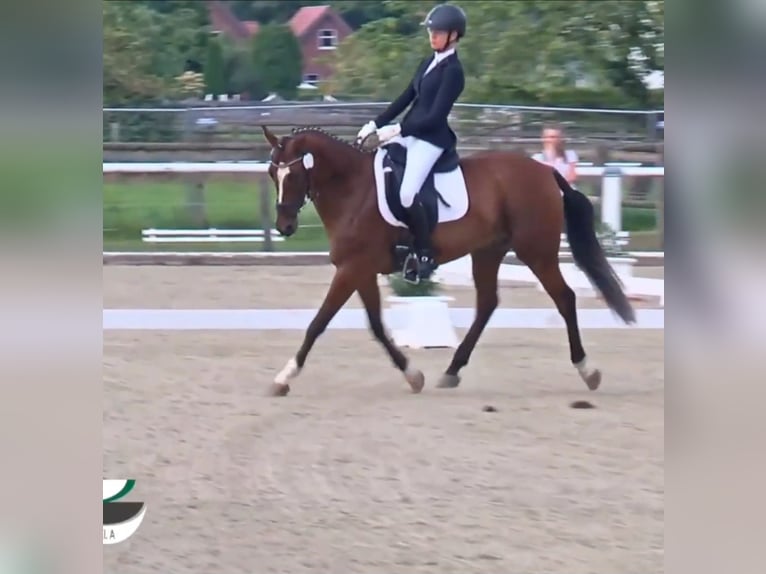 Deutsches Reitpony Wallach 6 Jahre 148 cm Brauner in Bülstringen