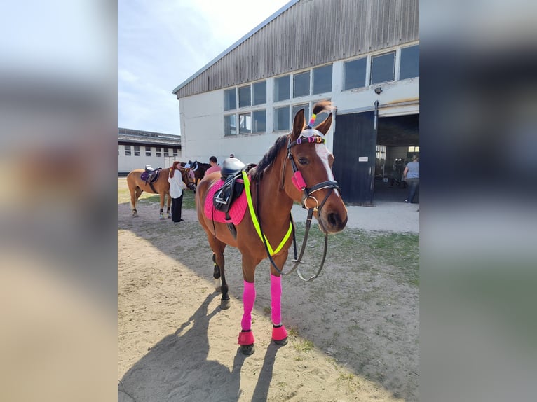 Deutsches Reitpony Wallach 6 Jahre 148 cm Brauner in Bülstringen