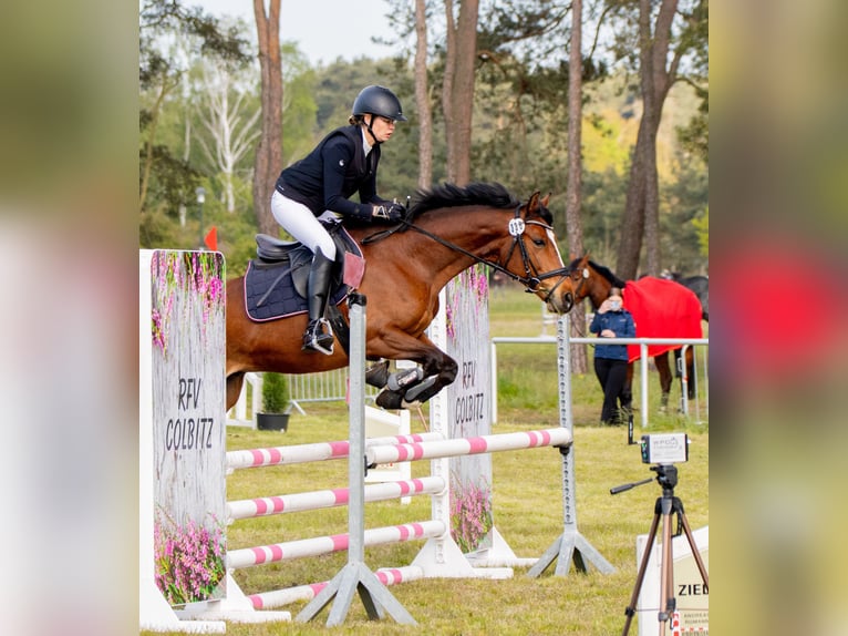 Deutsches Reitpony Wallach 6 Jahre 148 cm Brauner in Bülstringen