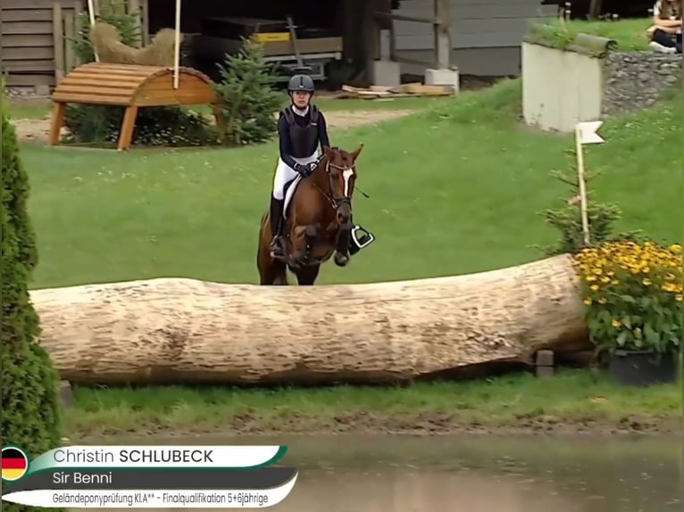 Deutsches Reitpony Wallach 6 Jahre 148 cm Brauner in Bülstringen