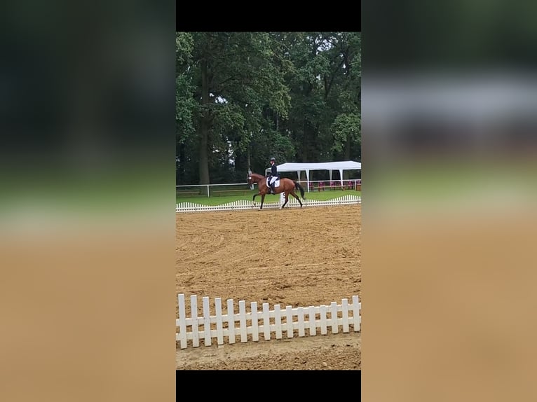 Deutsches Reitpony Wallach 6 Jahre 148 cm Brauner in Bülstringen