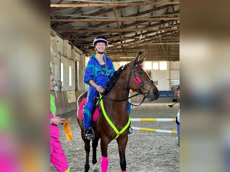 Deutsches Reitpony Wallach 6 Jahre 148 cm Brauner in Bülstringen