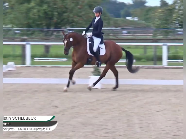 Deutsches Reitpony Wallach 6 Jahre 148 cm Brauner in Bülstringen