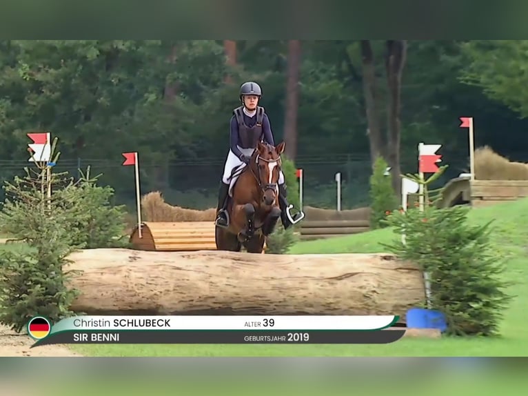 Deutsches Reitpony Wallach 6 Jahre 148 cm Brauner in Bülstringen