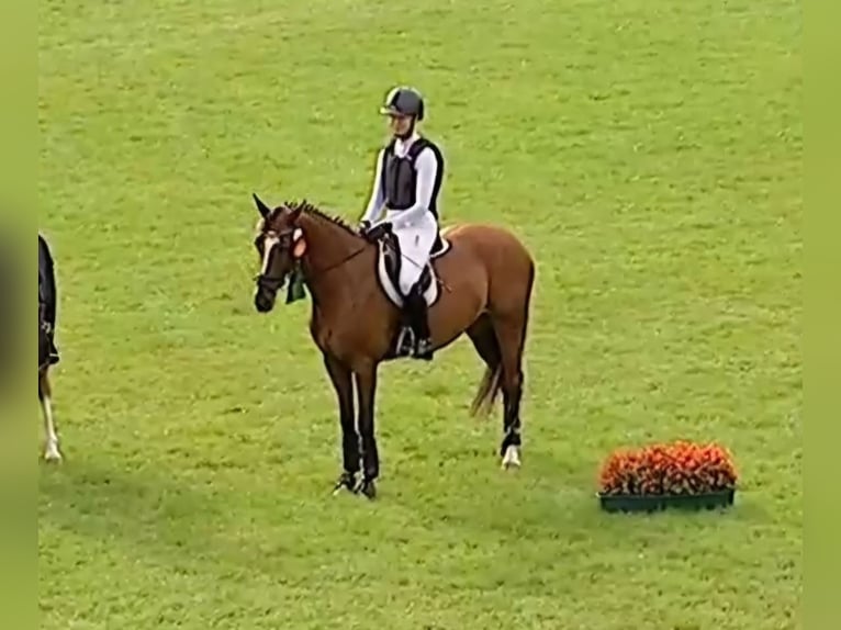 Deutsches Reitpony Wallach 6 Jahre 148 cm Brauner in Bülstringen