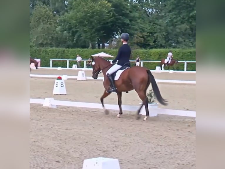 Deutsches Reitpony Wallach 6 Jahre 148 cm Brauner in Bülstringen