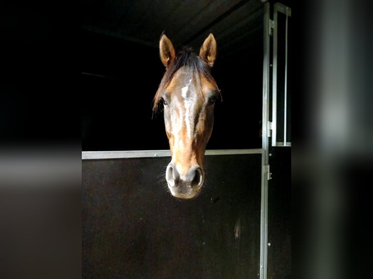 Deutsches Reitpony Wallach 6 Jahre 148 cm Buckskin in Drackenstein