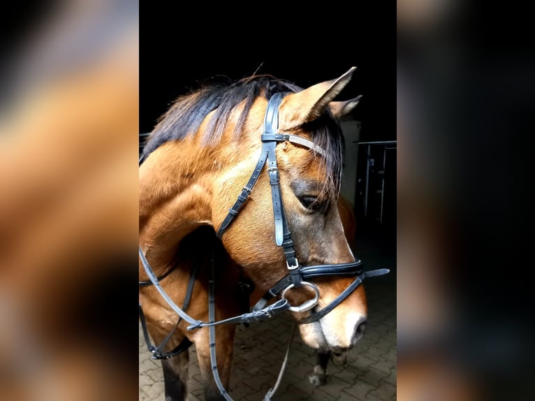 Deutsches Reitpony Wallach 6 Jahre 148 cm Buckskin in Drackenstein