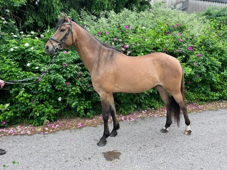 Deutsches Reitpony Wallach 6 Jahre 148 cm Buckskin in Drackenstein