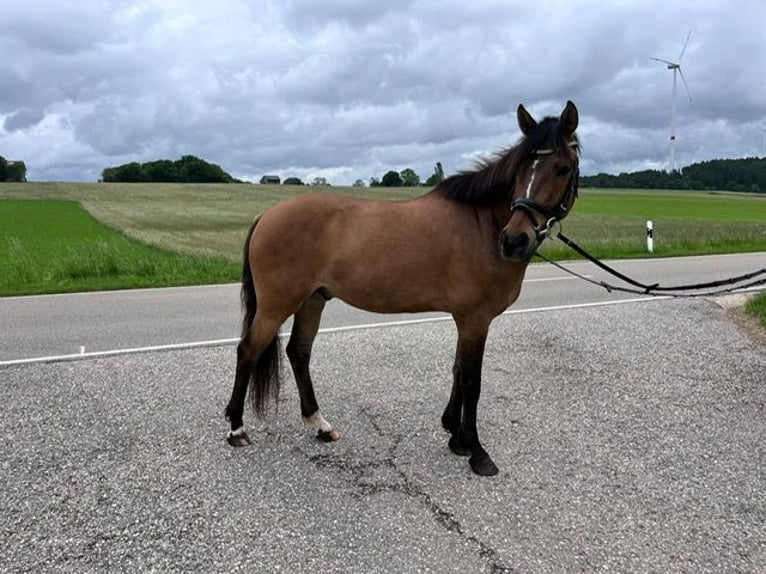 Deutsches Reitpony Wallach 6 Jahre 148 cm Buckskin in Drackenstein