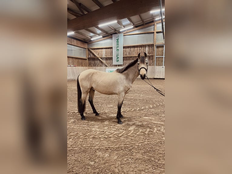 Deutsches Reitpony Wallach 6 Jahre 148 cm Buckskin in Leipzig