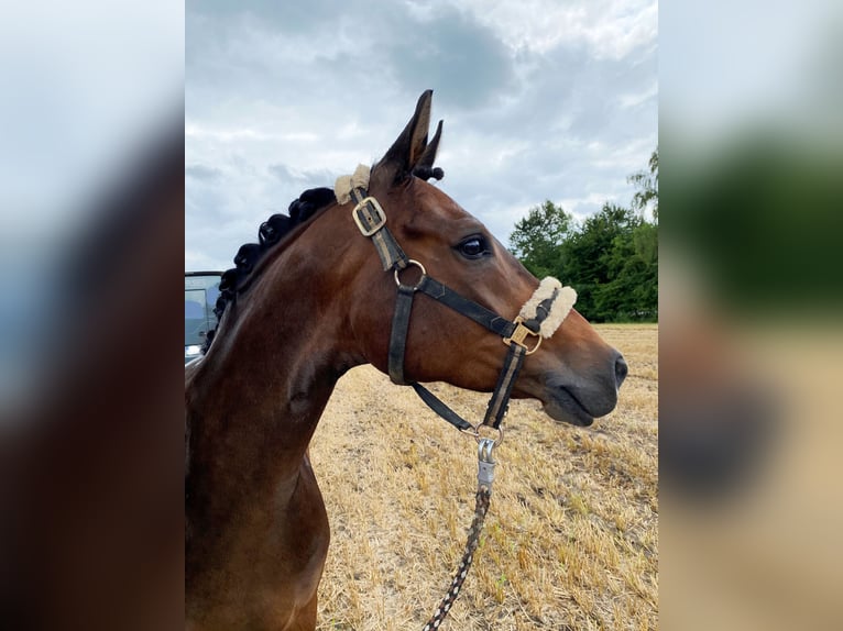 Deutsches Reitpony Wallach 6 Jahre 148 cm Dunkelbrauner in Lingen