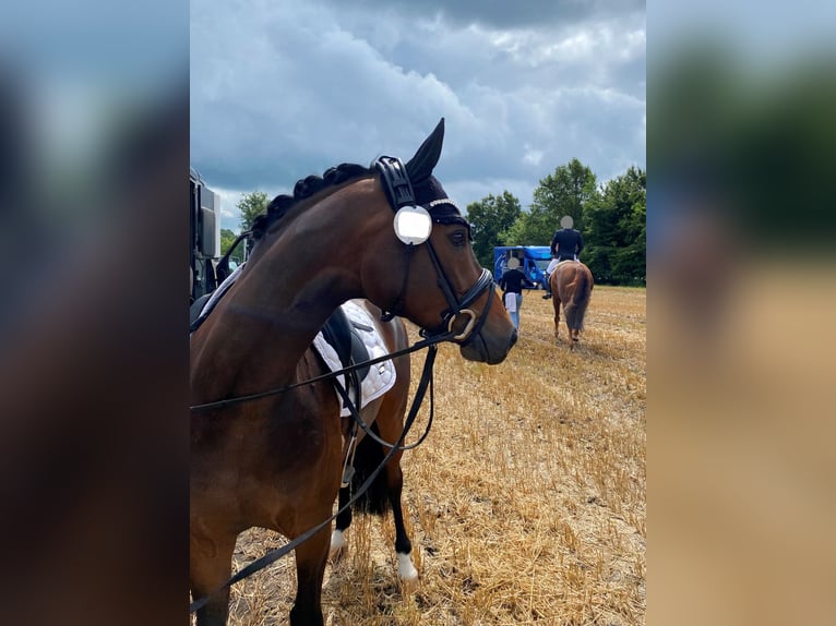 Deutsches Reitpony Wallach 6 Jahre 148 cm Dunkelbrauner in Lingen