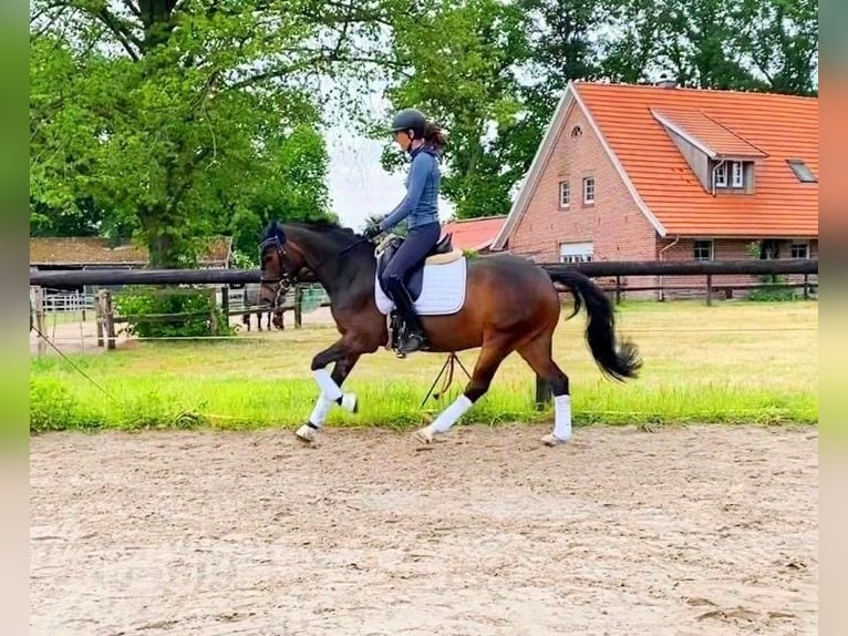 Deutsches Reitpony Wallach 6 Jahre 148 cm Dunkelbrauner in Lingen