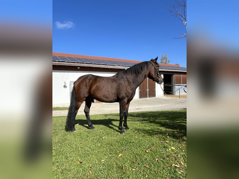 Deutsches Reitpony Wallach 6 Jahre 148 cm Dunkelbrauner in Dingolfing Deutsches Reitpony Wallach 6 Jahre 148 cm Dunkelbrauner in Dingolfing