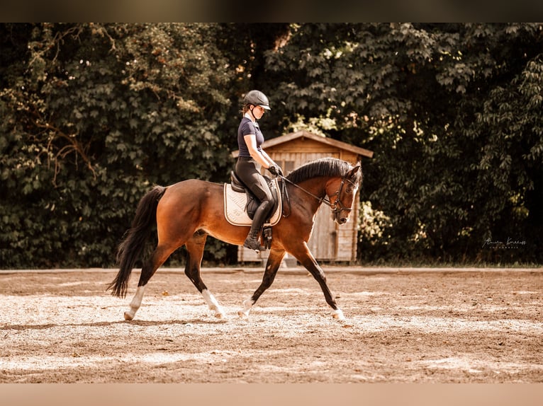 Deutsches Reitpony Wallach 6 Jahre 148 cm Dunkelbrauner in Ratingen
