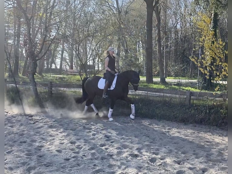 Deutsches Reitpony Wallach 6 Jahre 148 cm Dunkelfuchs in Alfstedt