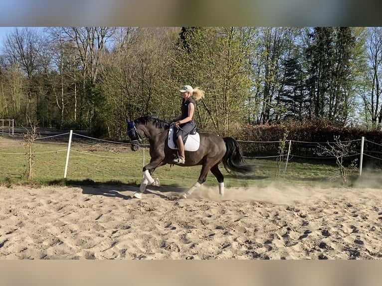 Deutsches Reitpony Wallach 6 Jahre 148 cm Dunkelfuchs in Alfstedt