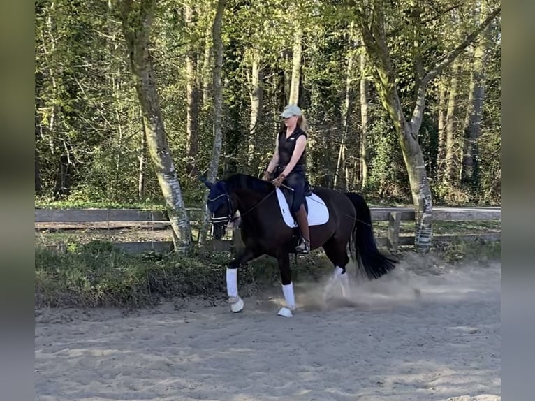 Deutsches Reitpony Wallach 6 Jahre 148 cm Dunkelfuchs in Alfstedt