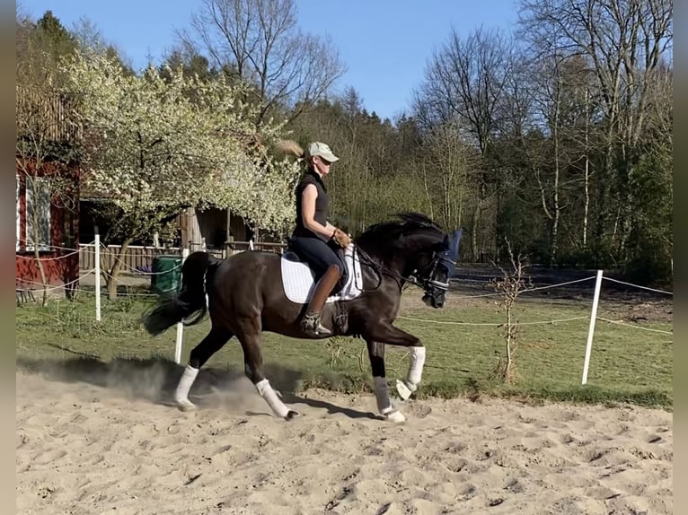 Deutsches Reitpony Wallach 6 Jahre 148 cm Dunkelfuchs in Alfstedt