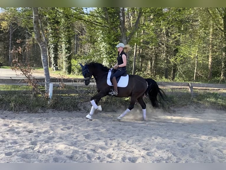 Deutsches Reitpony Wallach 6 Jahre 148 cm Dunkelfuchs in Alfstedt