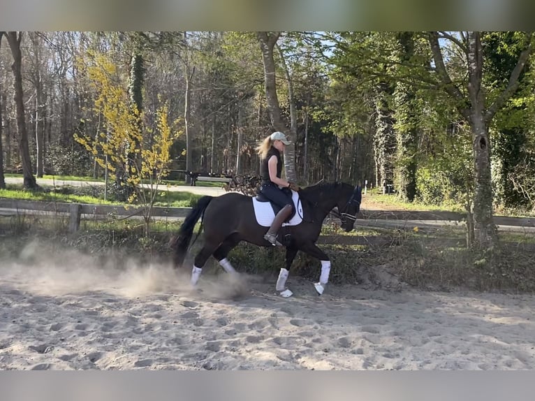 Deutsches Reitpony Wallach 6 Jahre 148 cm Dunkelfuchs in Alfstedt