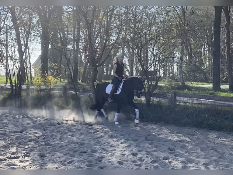 Deutsches Reitpony Wallach 6 Jahre 148 cm Dunkelfuchs in Alfstedt