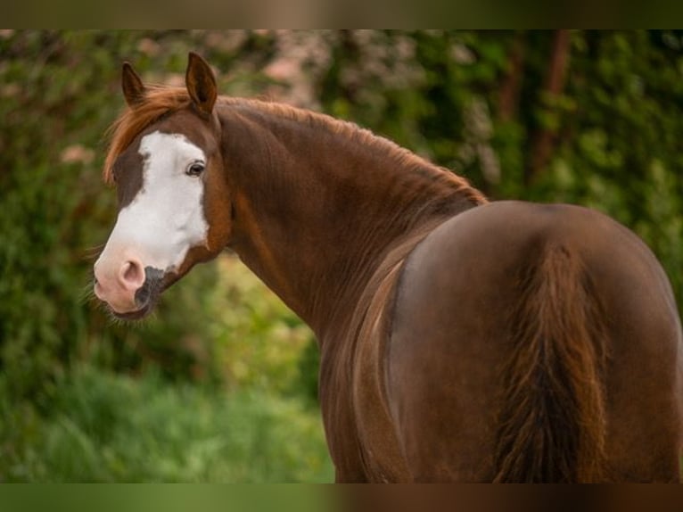 Deutsches Reitpony Wallach 6 Jahre 148 cm Dunkelfuchs in Offingen