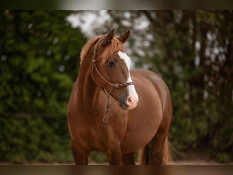 Deutsches Reitpony Wallach 6 Jahre 148 cm Dunkelfuchs in Offingen