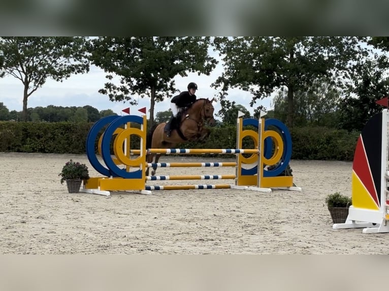 Deutsches Reitpony Wallach 6 Jahre 148 cm Falbe in Ehrenburg