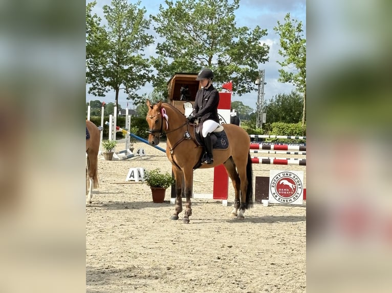 Deutsches Reitpony Wallach 6 Jahre 148 cm Falbe in Ehrenburg