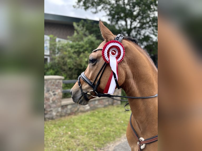 Deutsches Reitpony Wallach 6 Jahre 148 cm Falbe in Ehrenburg