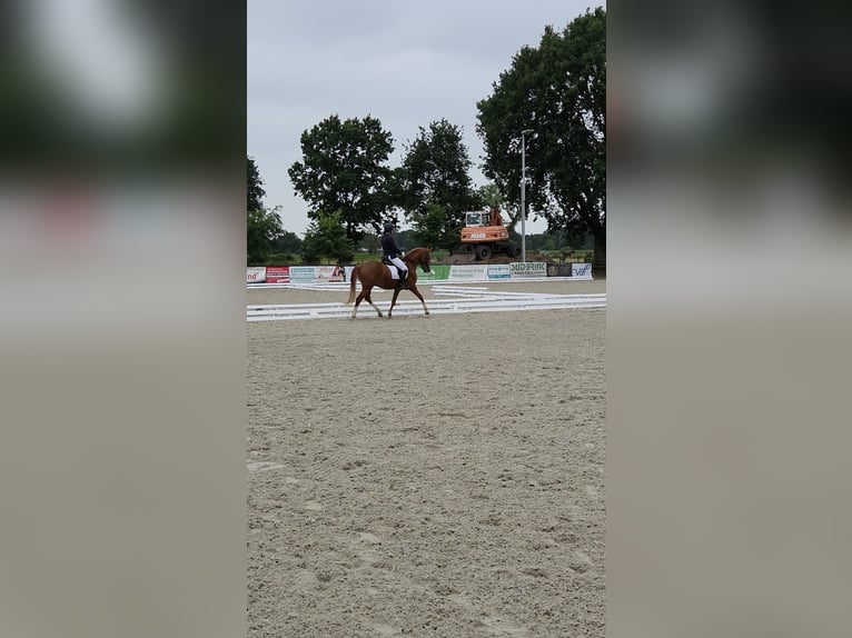 Deutsches Reitpony Wallach 6 Jahre 148 cm Fuchs in Ganderkesee