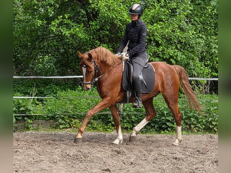 Deutsches Reitpony Wallach 6 Jahre 148 cm Fuchs in Ganderkesee