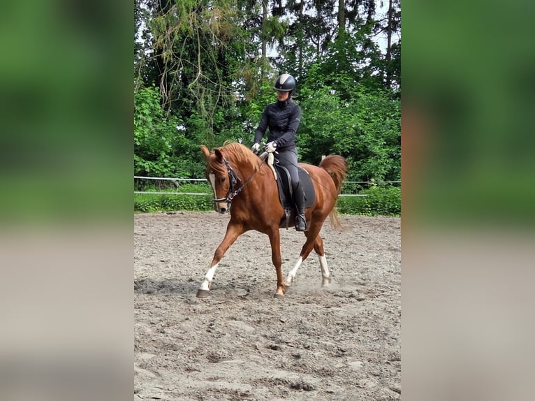 Deutsches Reitpony Wallach 6 Jahre 148 cm Fuchs in Ganderkesee
