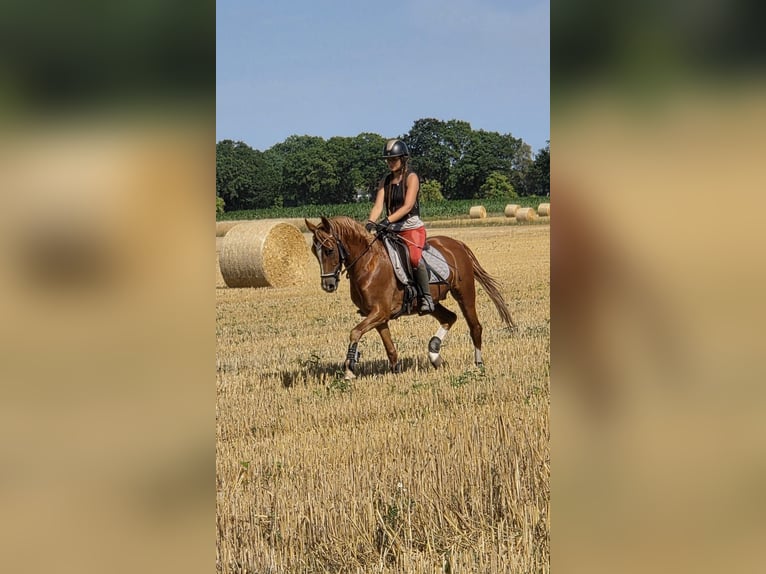 Deutsches Reitpony Wallach 6 Jahre 148 cm Fuchs in Ganderkesee