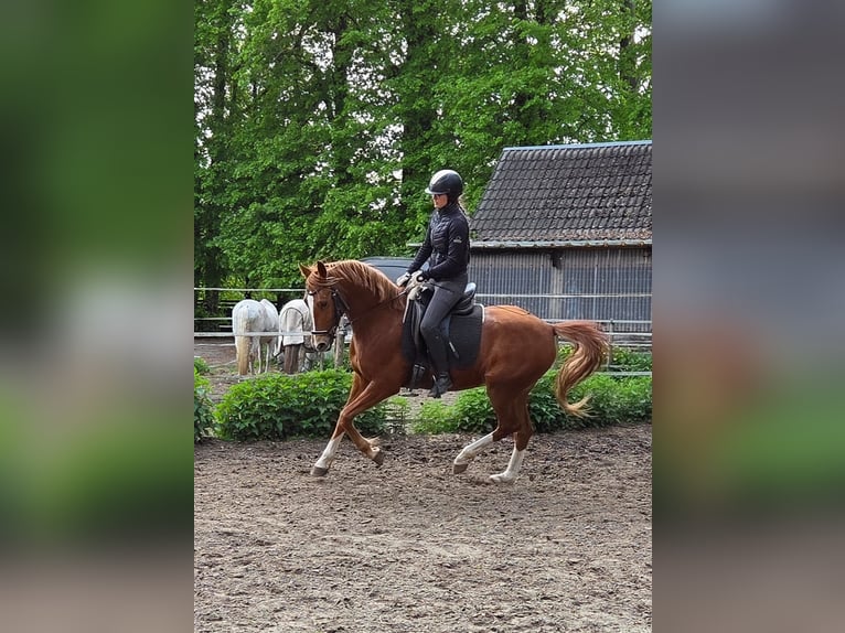 Deutsches Reitpony Wallach 6 Jahre 148 cm Fuchs in Ganderkesee