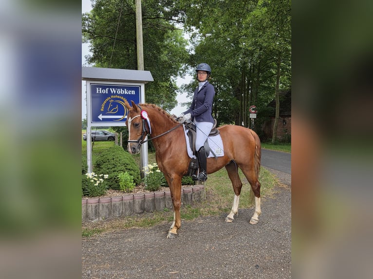 Deutsches Reitpony Wallach 6 Jahre 148 cm Fuchs in Ganderkesee