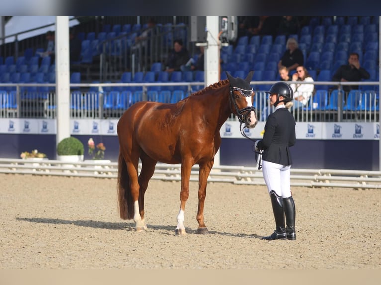 Deutsches Reitpony Wallach 6 Jahre 148 cm Fuchs in Pulheim