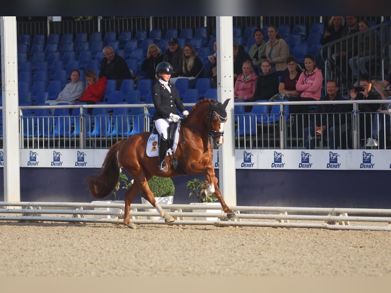 Deutsches Reitpony Wallach 6 Jahre 148 cm Fuchs in Pulheim