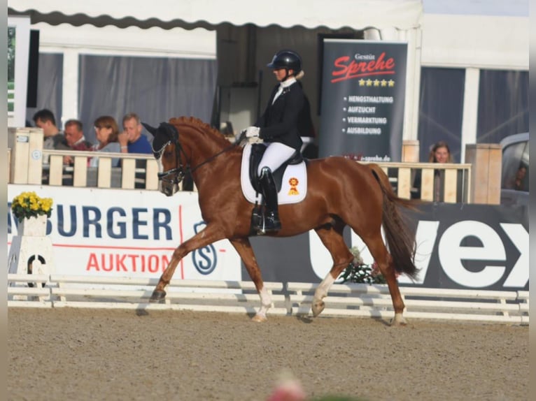 Deutsches Reitpony Wallach 6 Jahre 148 cm Fuchs in Pulheim