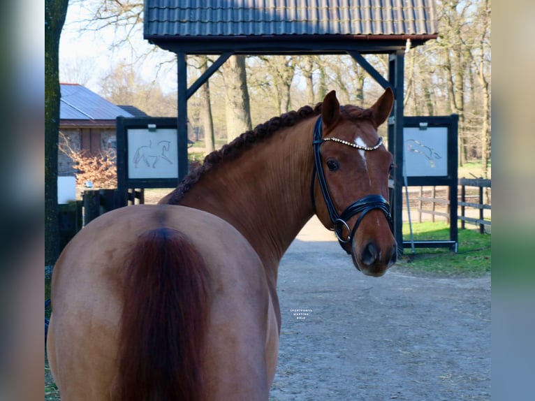 Deutsches Reitpony Wallach 6 Jahre 148 cm Fuchs in Recke, bei Osnabrück