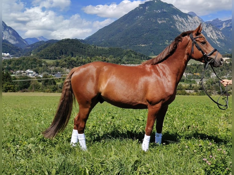 Deutsches Reitpony Wallach 6 Jahre 148 cm Fuchs in Buch