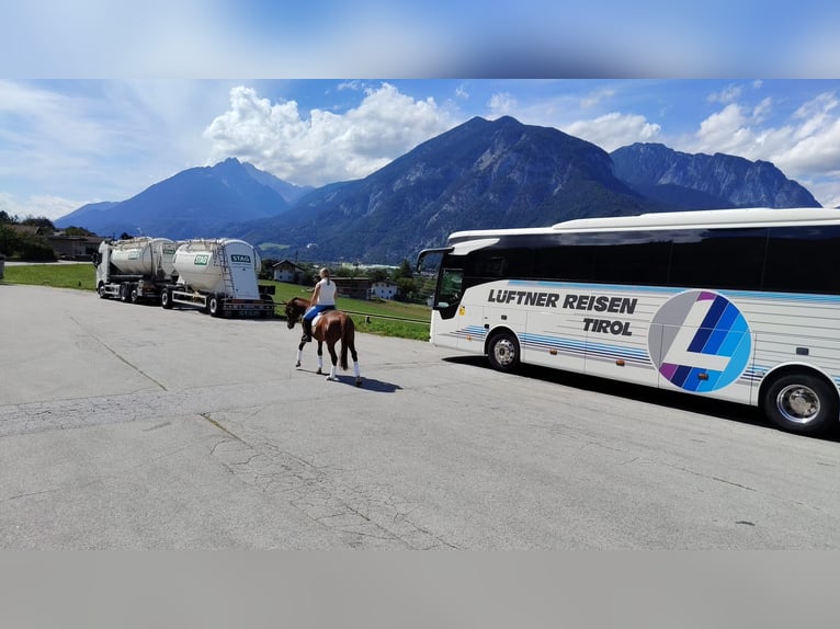Deutsches Reitpony Wallach 6 Jahre 148 cm Fuchs in Buch