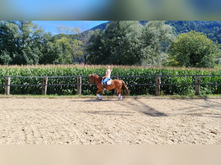 Deutsches Reitpony Wallach 6 Jahre 148 cm Fuchs in Buch