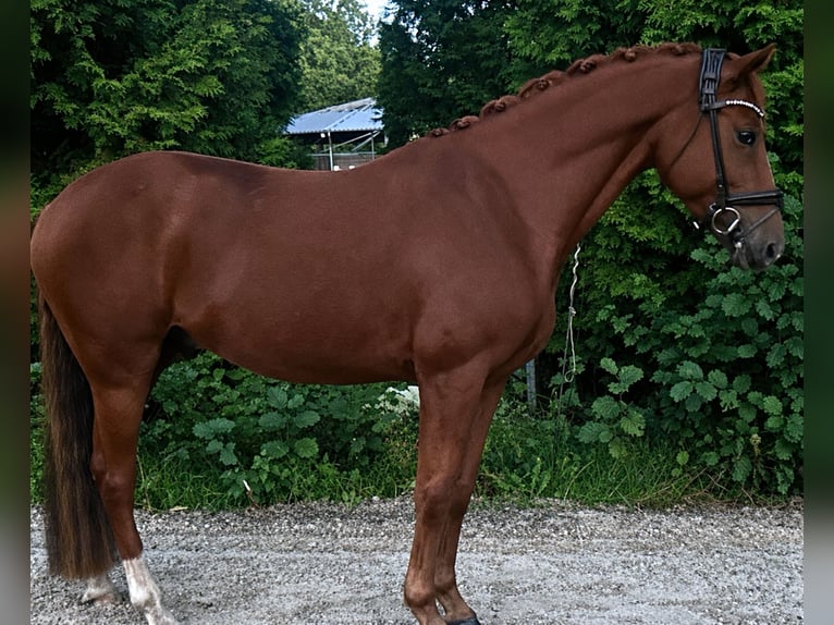 Deutsches Reitpony Wallach 6 Jahre 148 cm Fuchs in Fürstenau