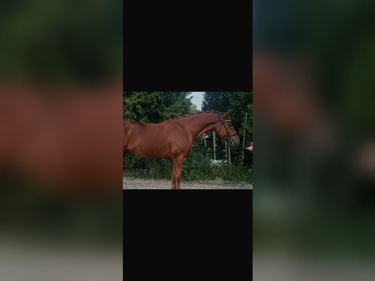 Deutsches Reitpony Wallach 6 Jahre 148 cm Fuchs in Fürstenau